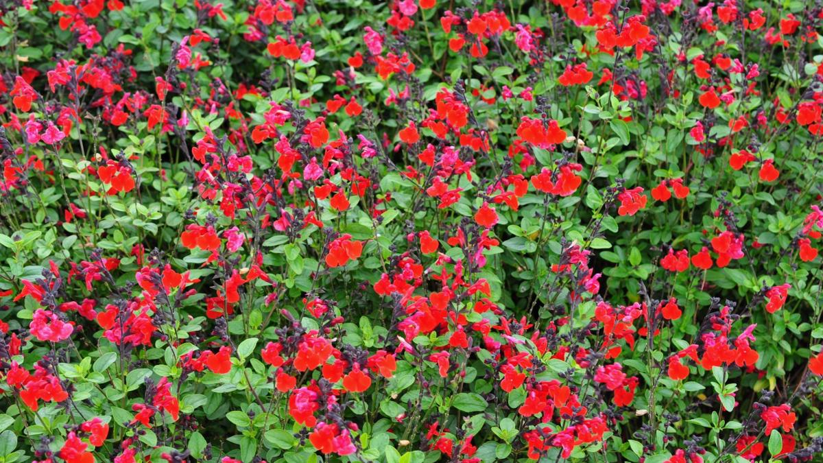 Salvia 'Royal Bumble' ---