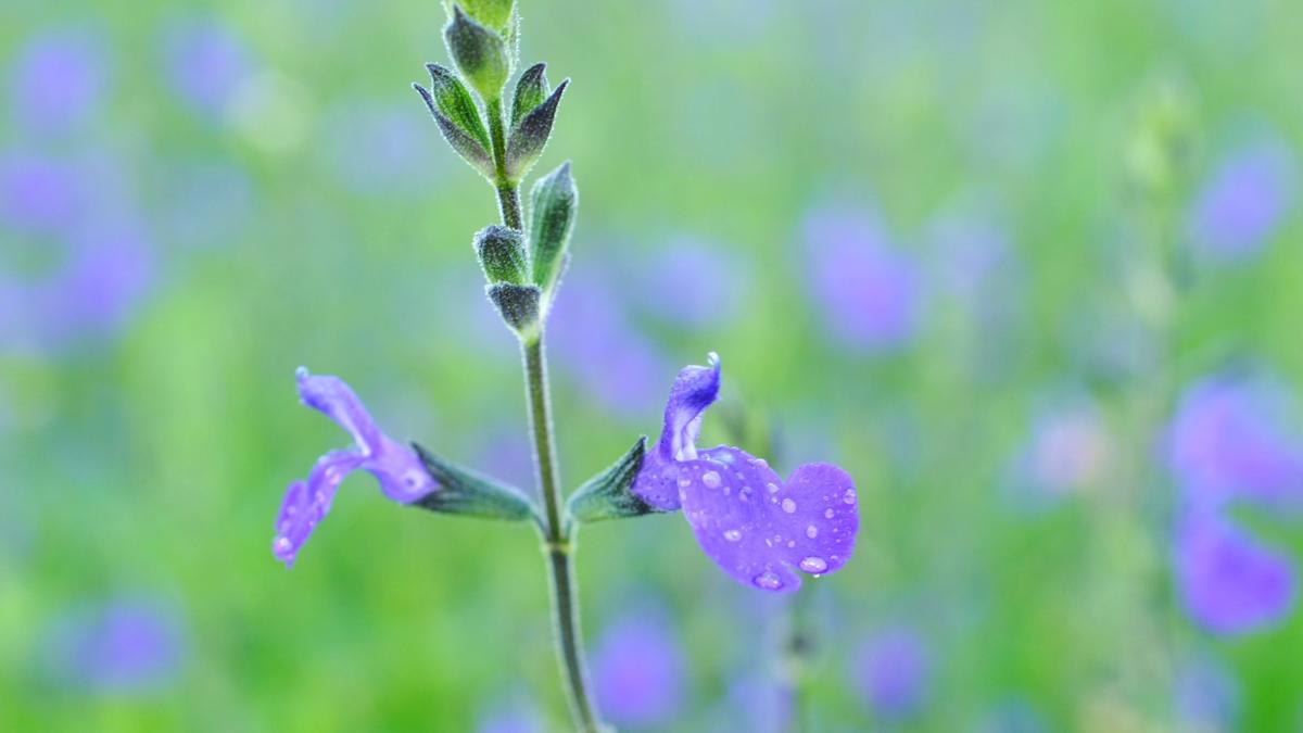 Salvia 'Blue Note' ---