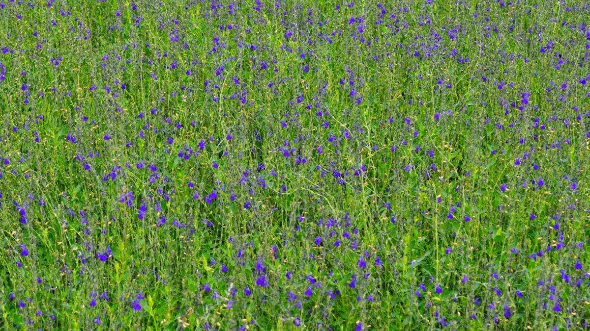 Salvia 'Blue Note' ---