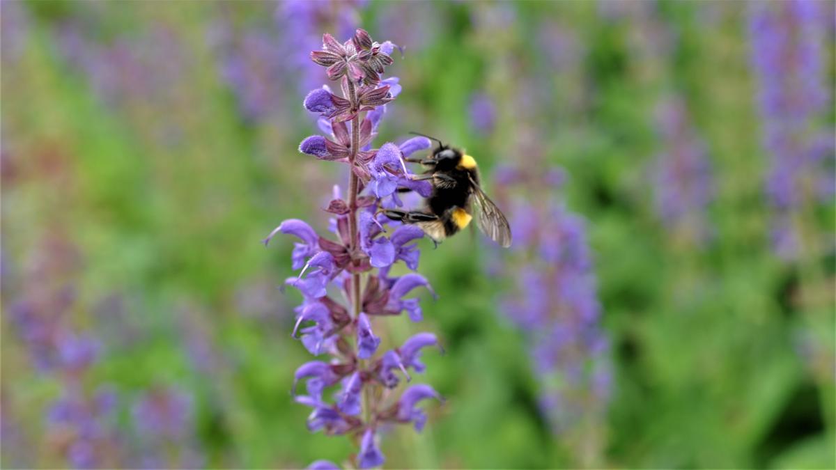 Salvia x sylvestris 'Mainacht' ---