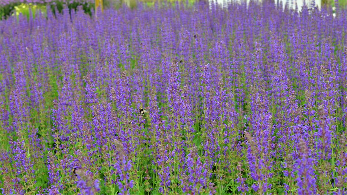 Salvia x sylvestris 'Mainacht' ---