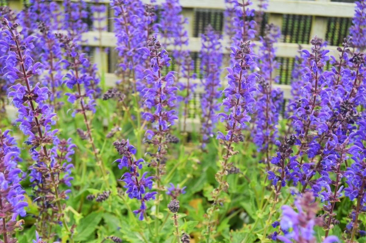 Salvia x sylvestris 'Schneehugel' ---