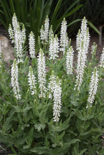 Salvia x sylvestris 'Schneehugel' ---