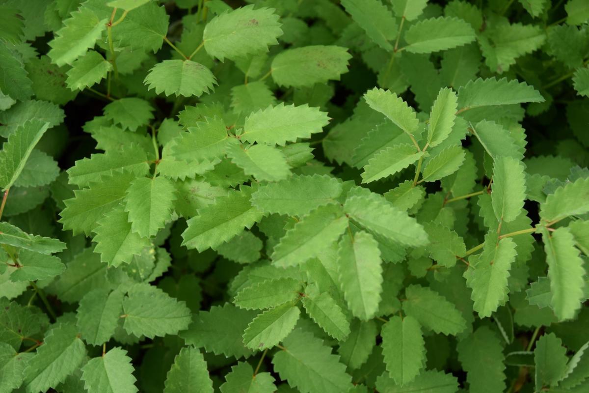 Sanguisorba officinalis ---