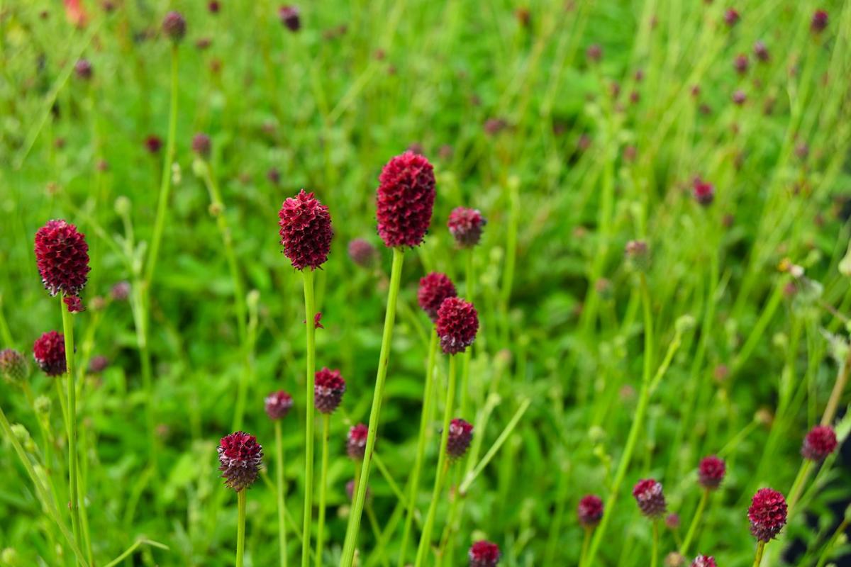 Sanguisorba officinalis 'Tanna' ---