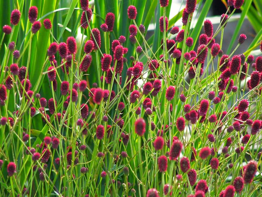 Sanguisorba officinalis 'Tanna' ---