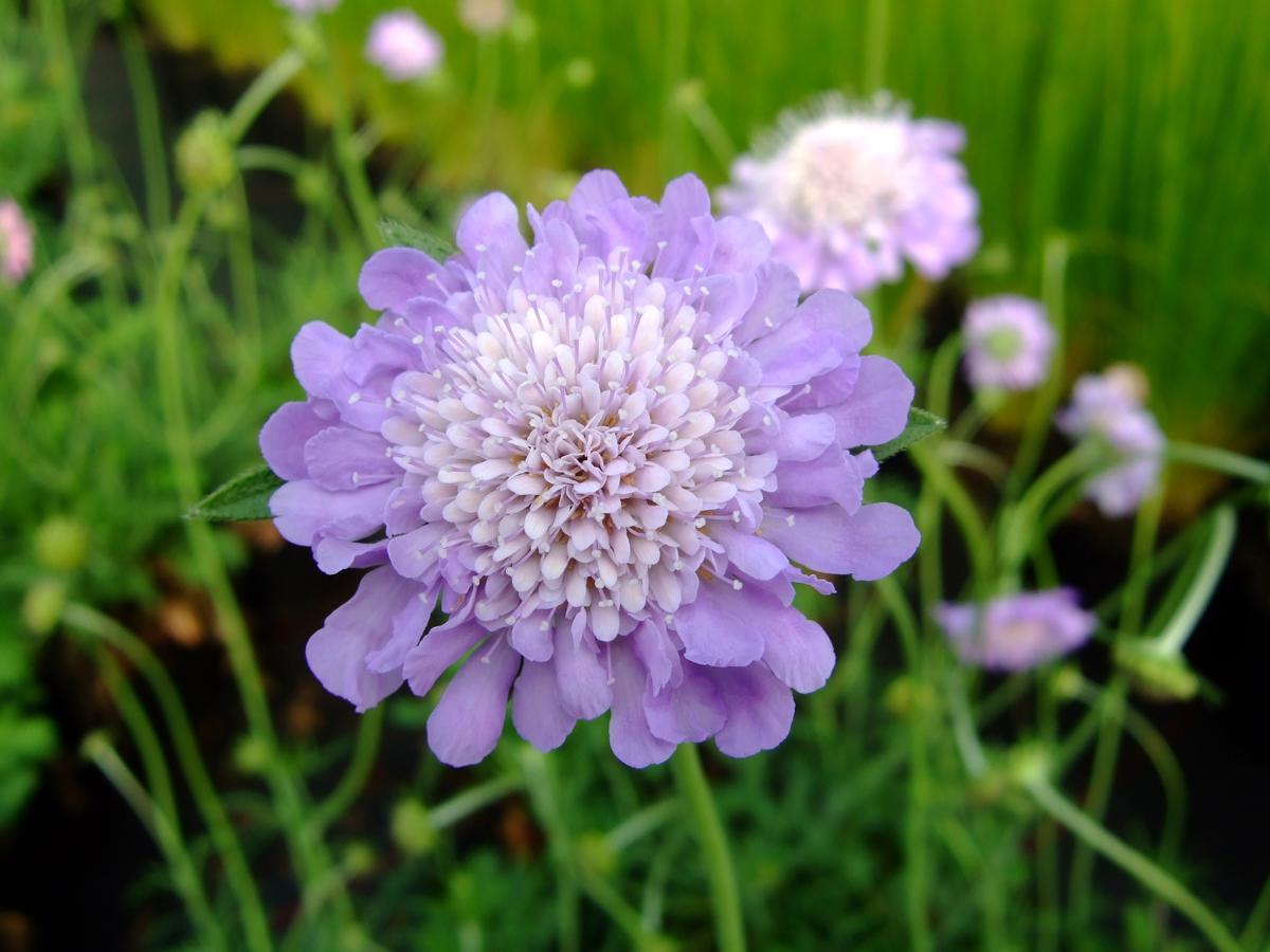 Scabiosa 'Butterfly Blue'