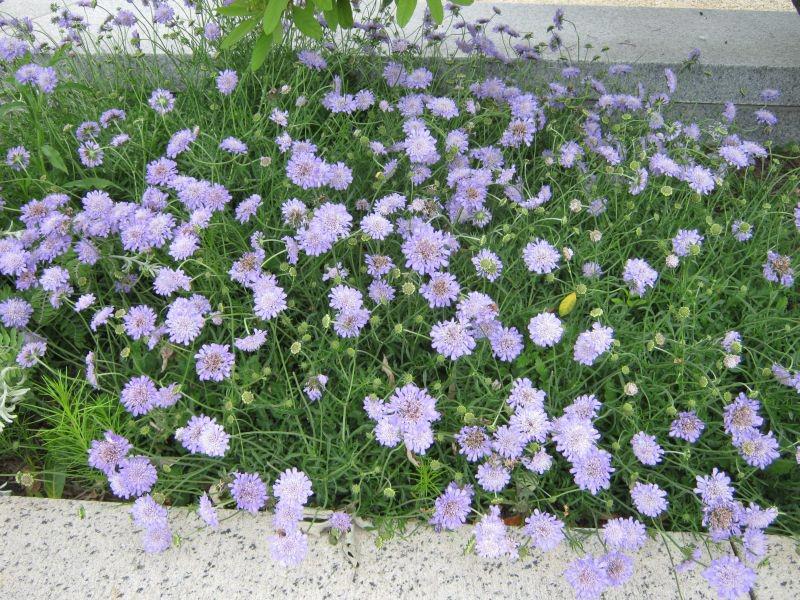 Scabiosa 'Butterfly Blue' ---