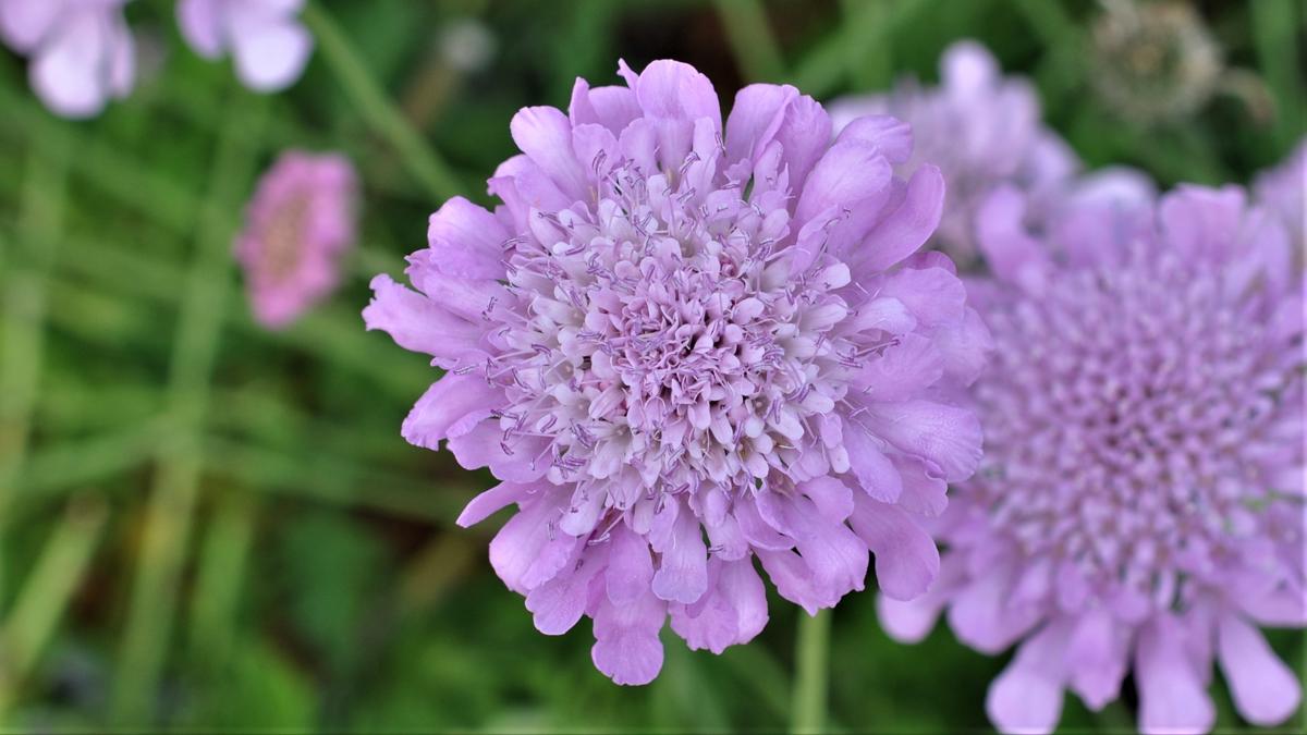 Scabiosa 'Pink Mist' ---