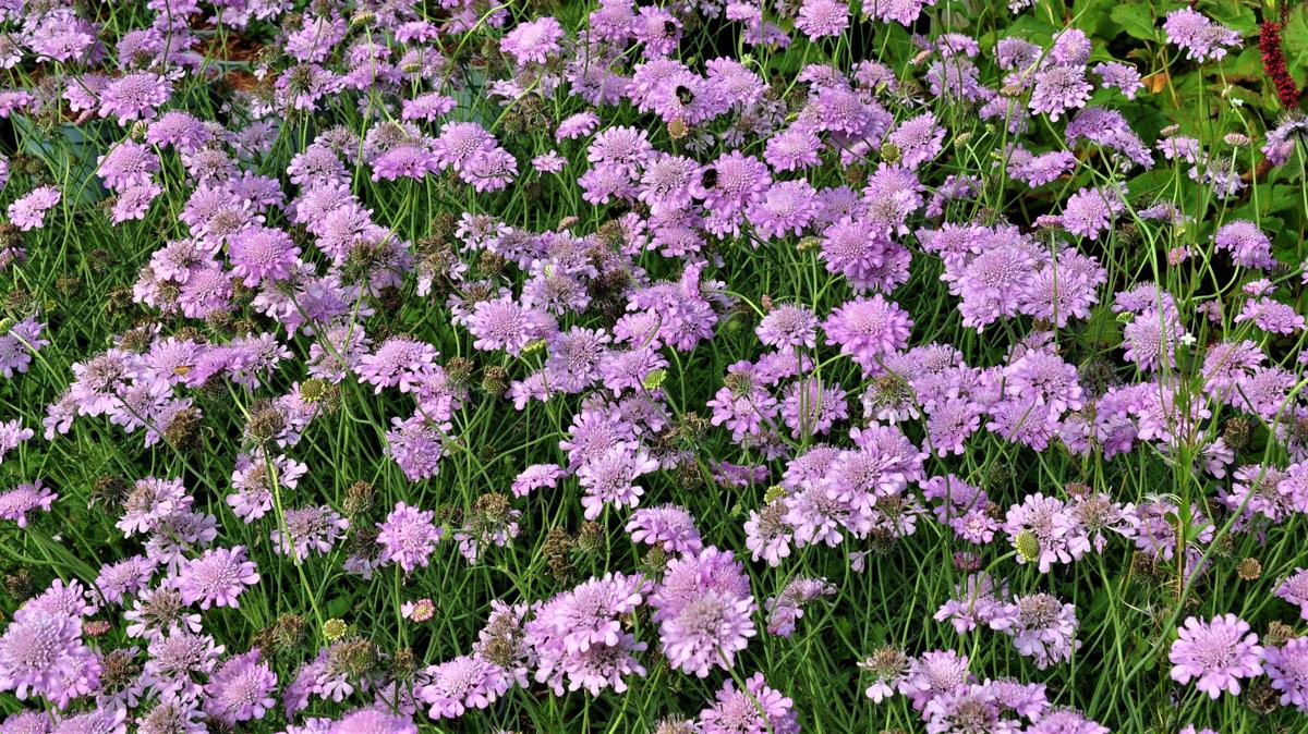 Scabiosa 'Pink Mist' ---