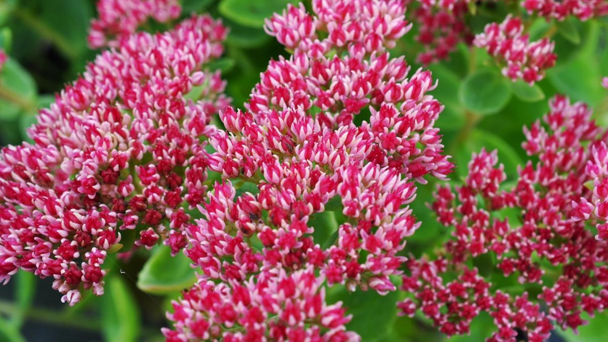 Sedum 'Herbstfreude' ---