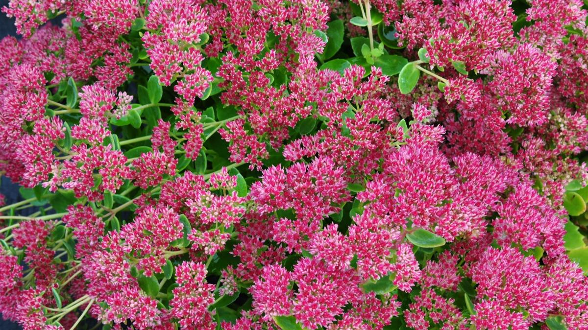 Sedum 'Herbstfreude' ---