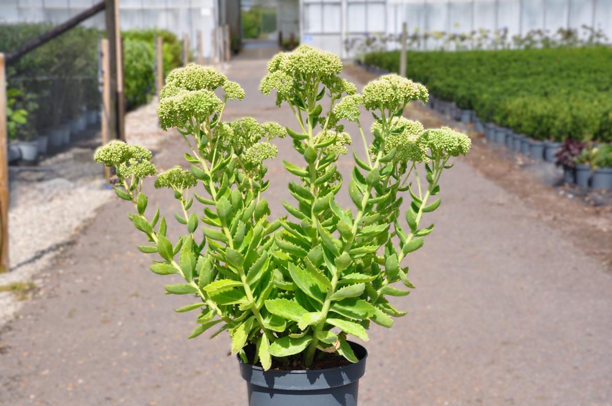 Sedum 'Herbstfreude'