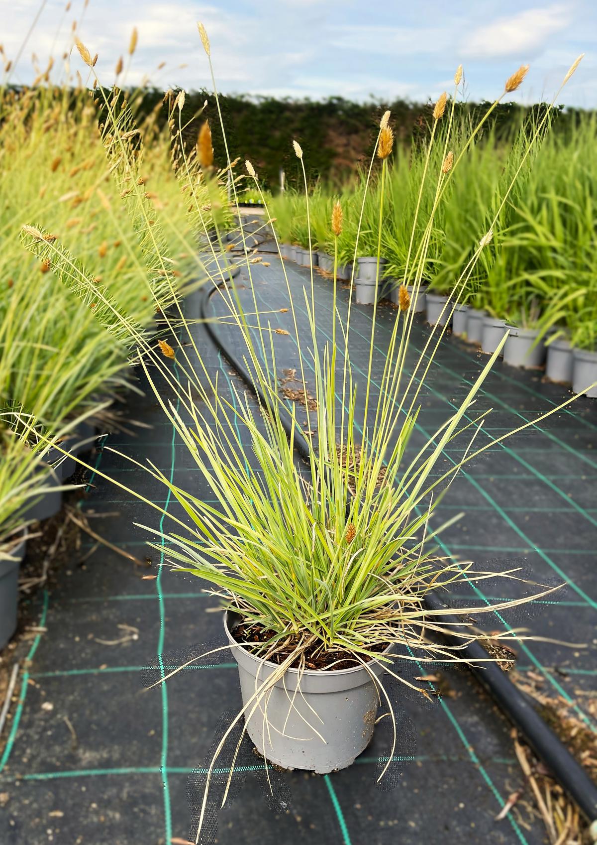 Sesleria nitida ---