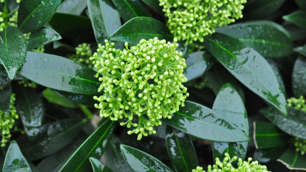 Skimmia x confusa 'Kew Green' 20-30 cm