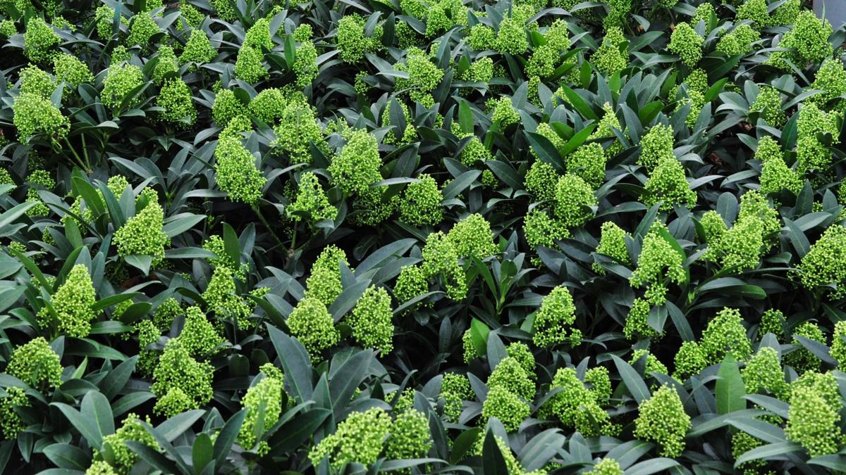 Skimmia x confusa 'Kew Green' 20-30 cm