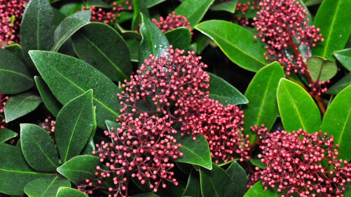 Skimmia japonica 'Rubella'