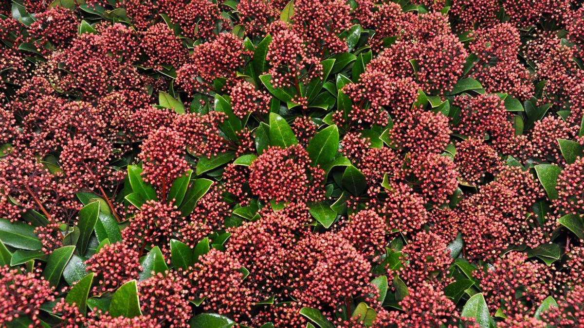 Skimmia japonica 'Rubella' 30-40 cm