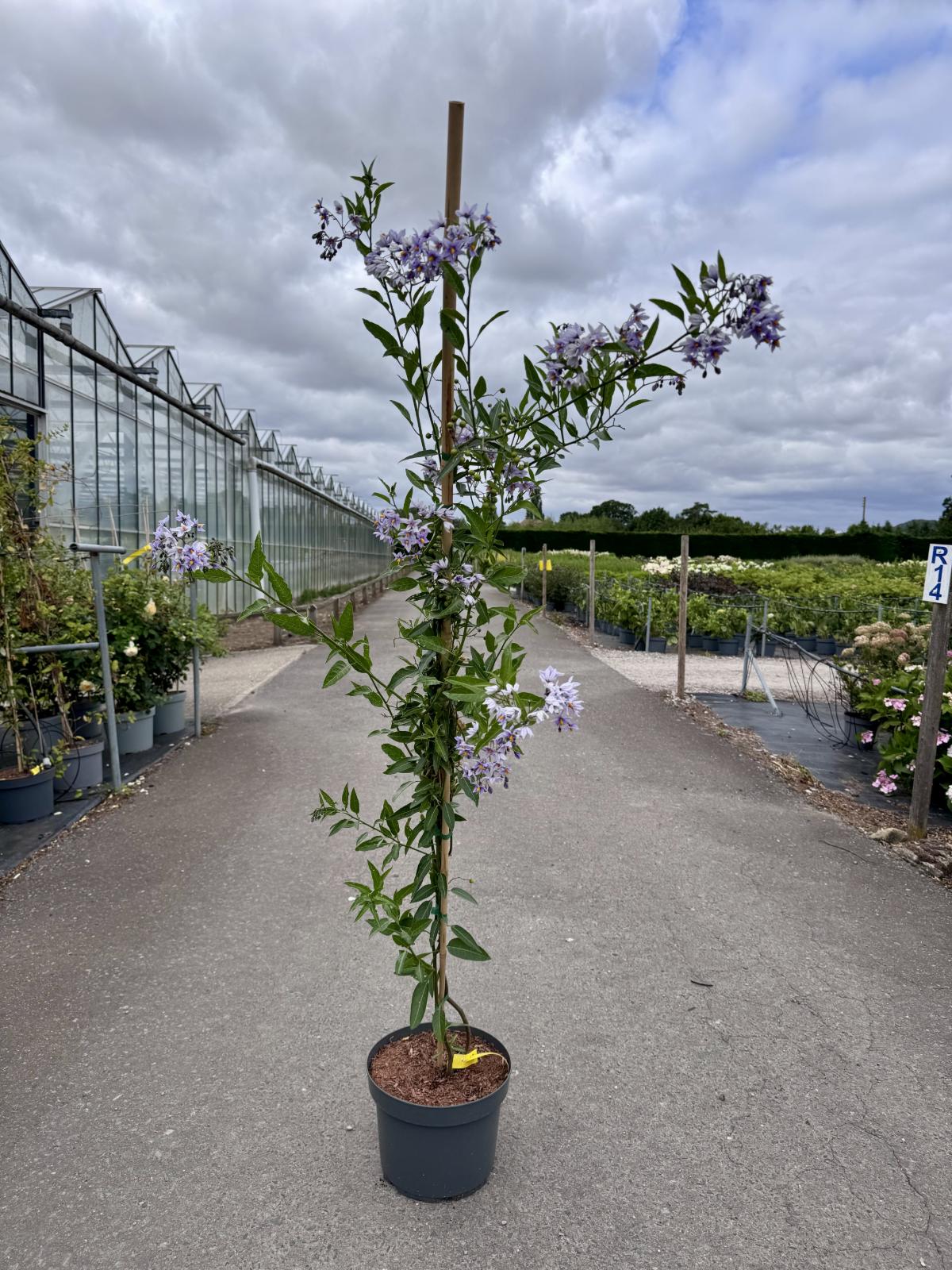 Solanum crispum 'Glasnevin'