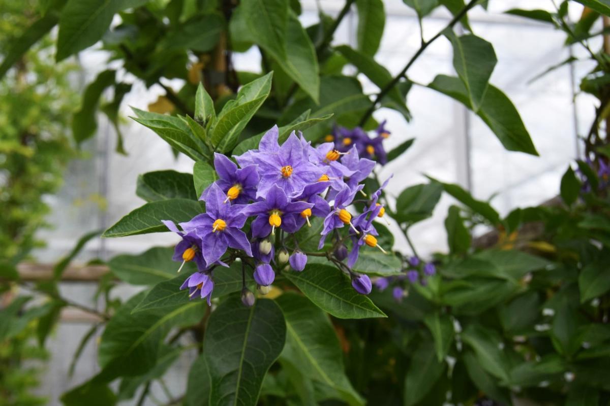 Solanum crispum 'Glasnevin' 60-80 cm