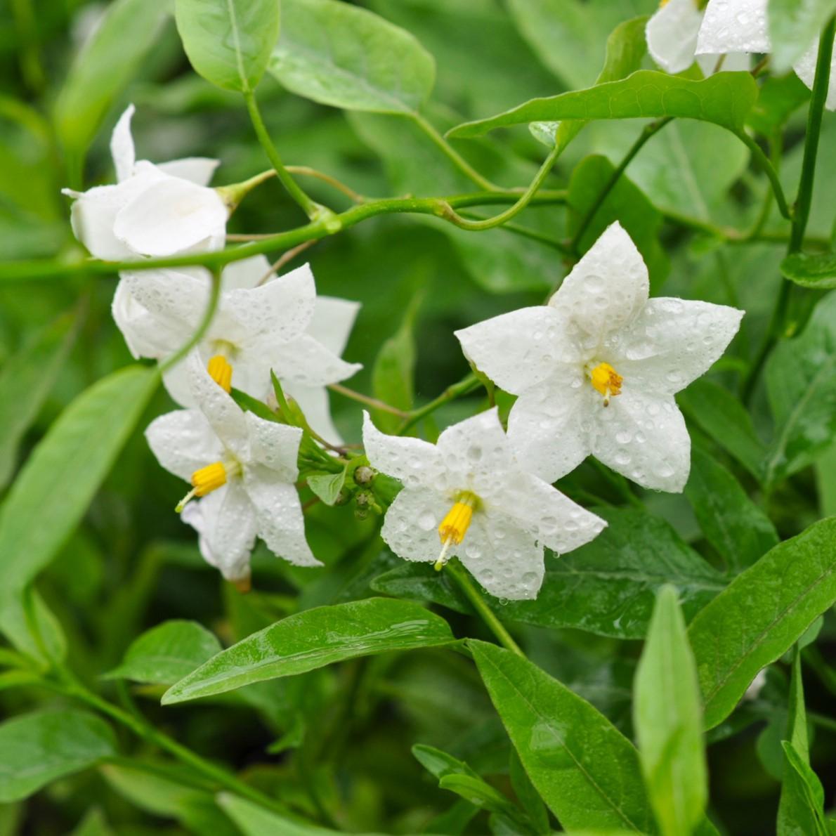 Solanum laxum 'Album' 125-150 cm