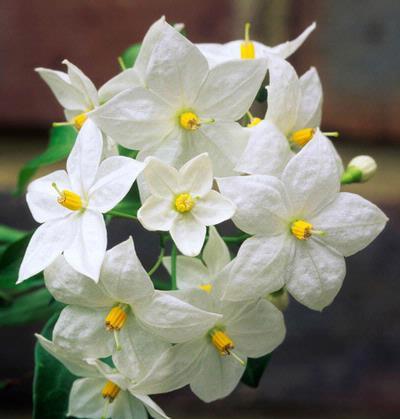 Solanum laxum 'Album' 125-150 cm
