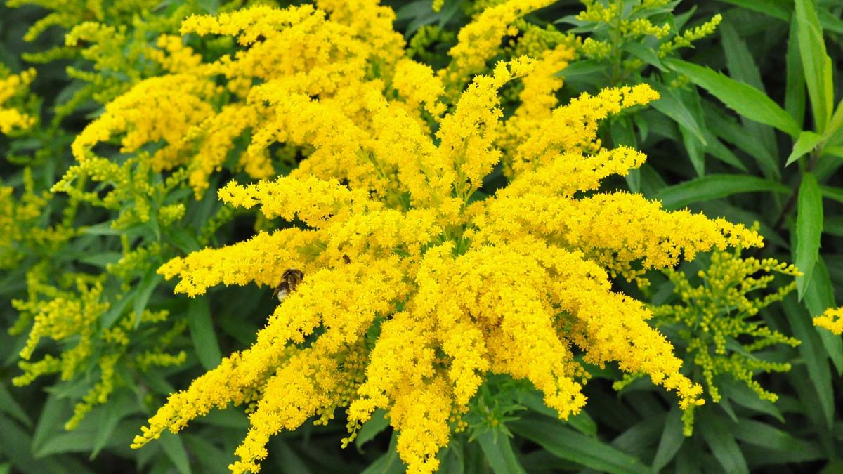 Solidago 'Goldkind' ---