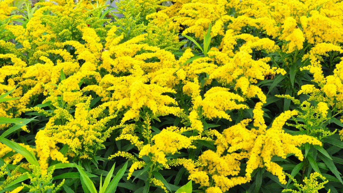 Solidago 'Goldkind' ---