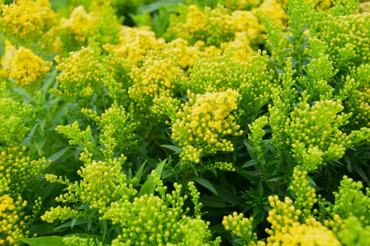 Solidago 'Little Lemon' <span class="hidden specialOffer"></span>