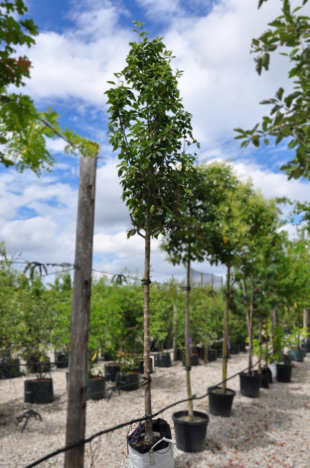 Sorbus aria 18-20 EHS