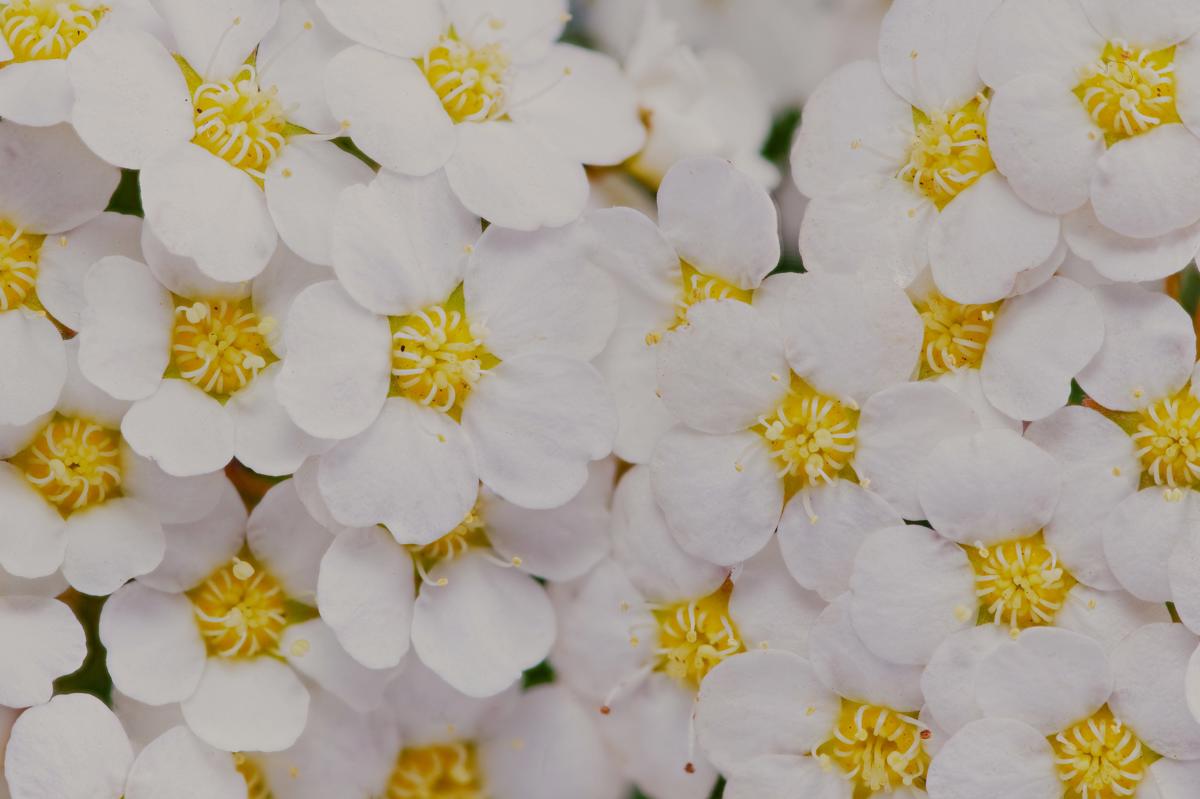 Spiraea 'Arguta' 40-60 cm