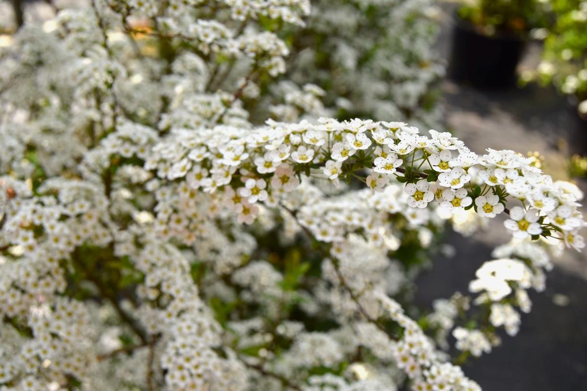 Spiraea 'Arguta' 40-60 cm