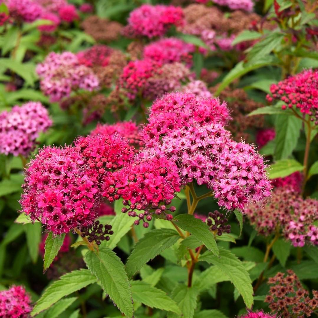 Spiraea japonica 'Anthony Waterer' 30-40 cm