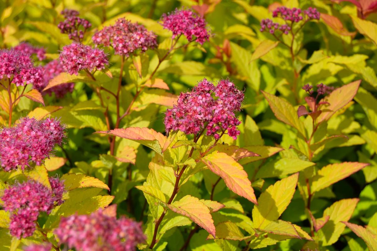 Spiraea japonica 'Goldflame' 20-30 cm