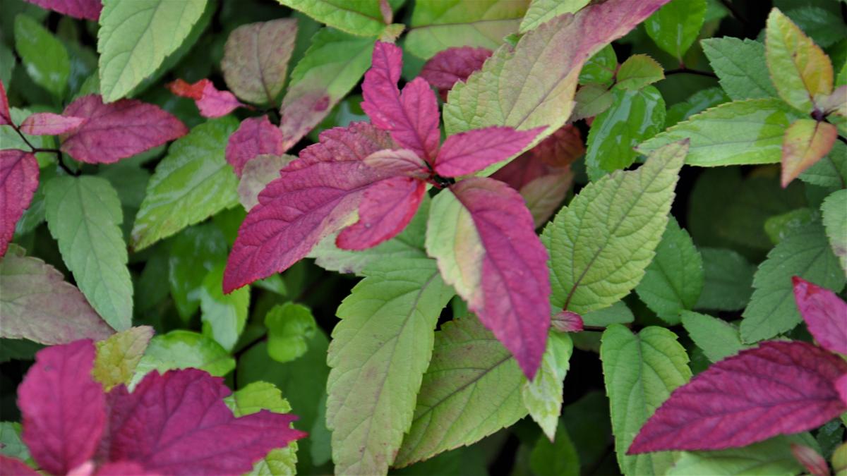 Spiraea japonica 'Goldflame' 20-30 cm