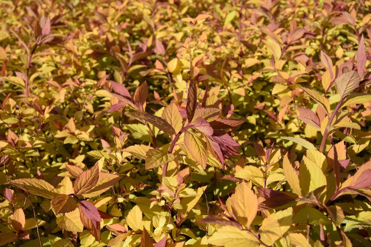 Spiraea japonica 'Goldflame' 20-30 cm
