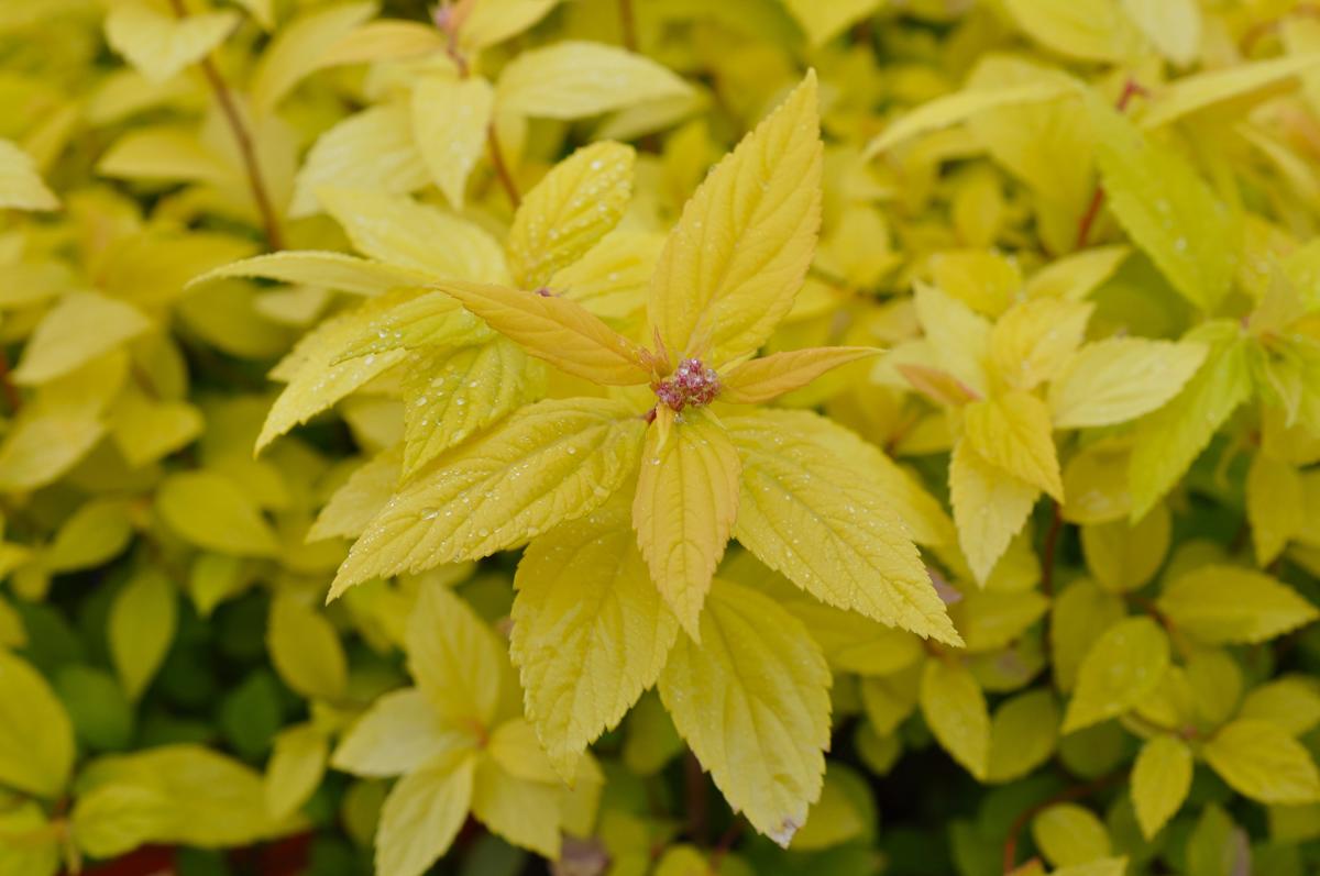 Spiraea japonica 'Gold Mound' 20-30 cm