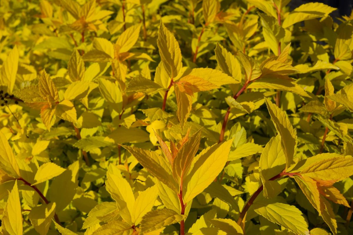 Spiraea japonica 'Gold Mound' 20-30 cm