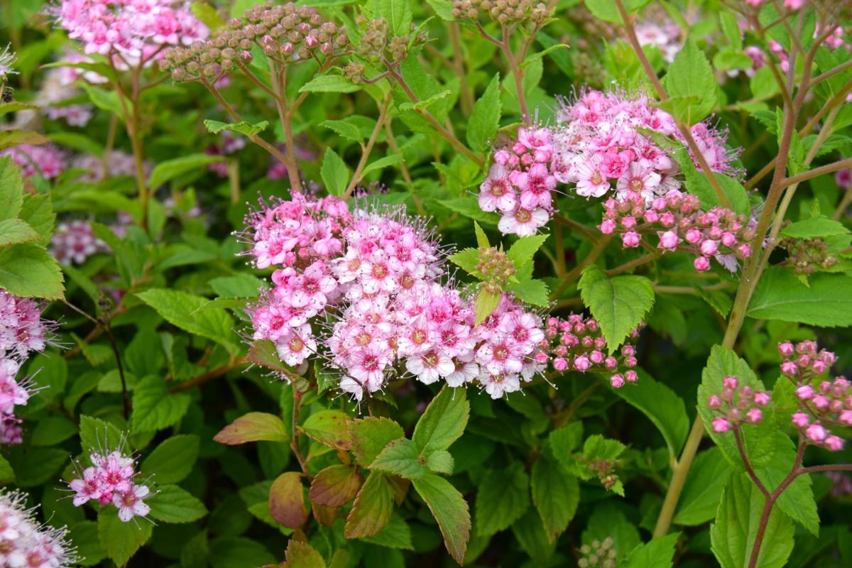 Spiraea japonica 'Little Princess' 30-40 cm