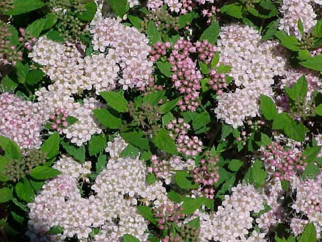 Spiraea japonica 'Little Princess' 30-40 cm