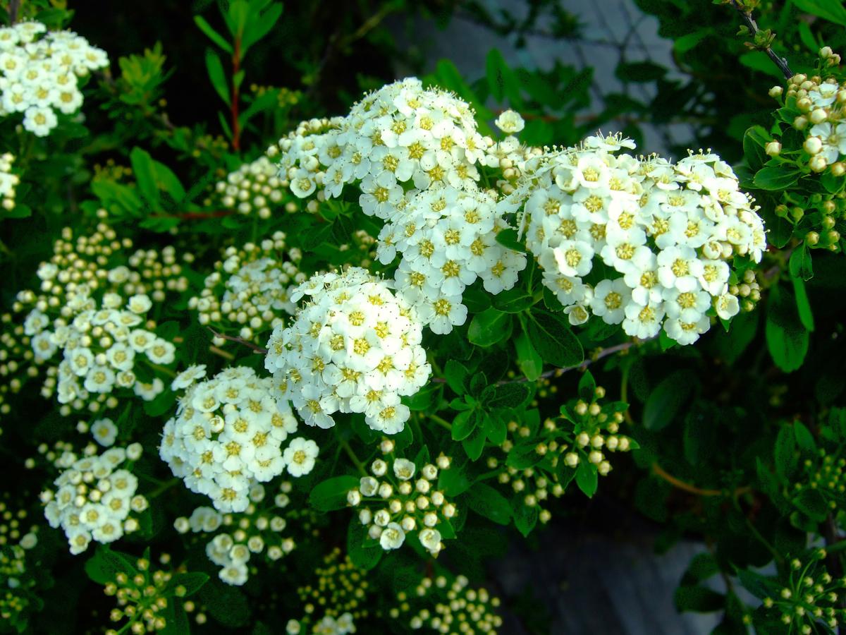 Spiraea nipponica 'Snowmound' 30-40 cm