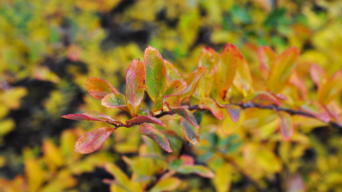 Spiraea nipponica 'Snowmound' 30-40 cm