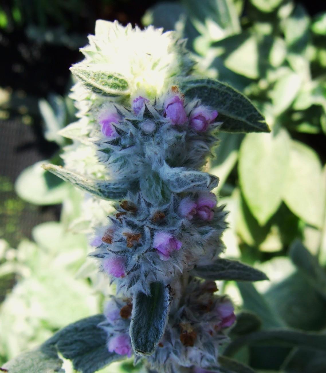 Stachys byzantina 'Big Ears' ---