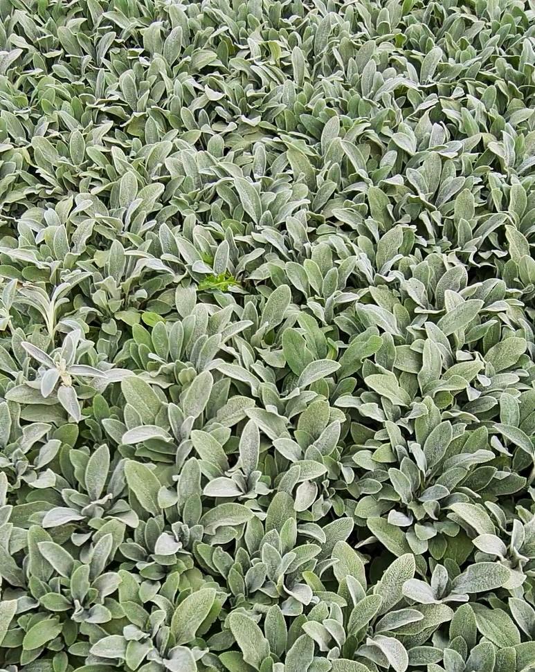 Stachys byzantina 'Silver Carpet' ---