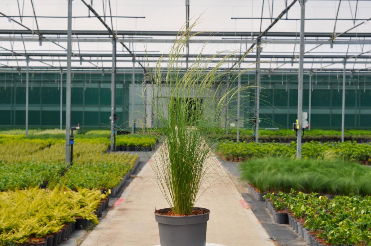 Stipa tenuissima 'Pony Tails' ---