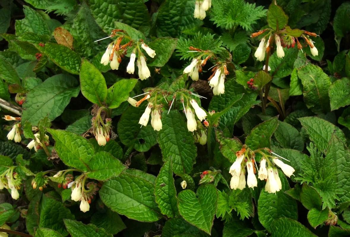 Symphytum grandiflorum ---