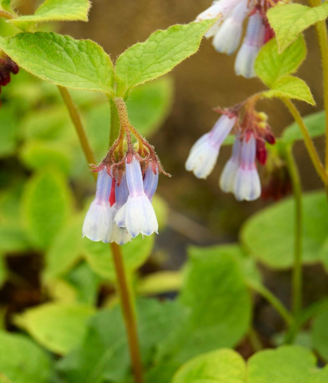 Symphytum 'Hidcote Blue' ---