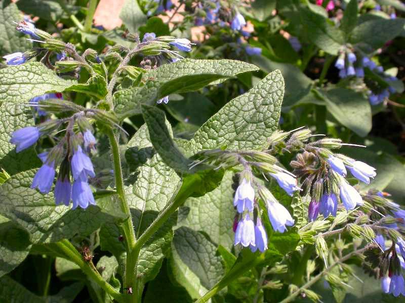 Symphytum 'Hidcote Blue' ---