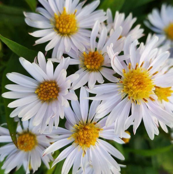 Symphyotrichum novi-belgii 'Apollo' ---