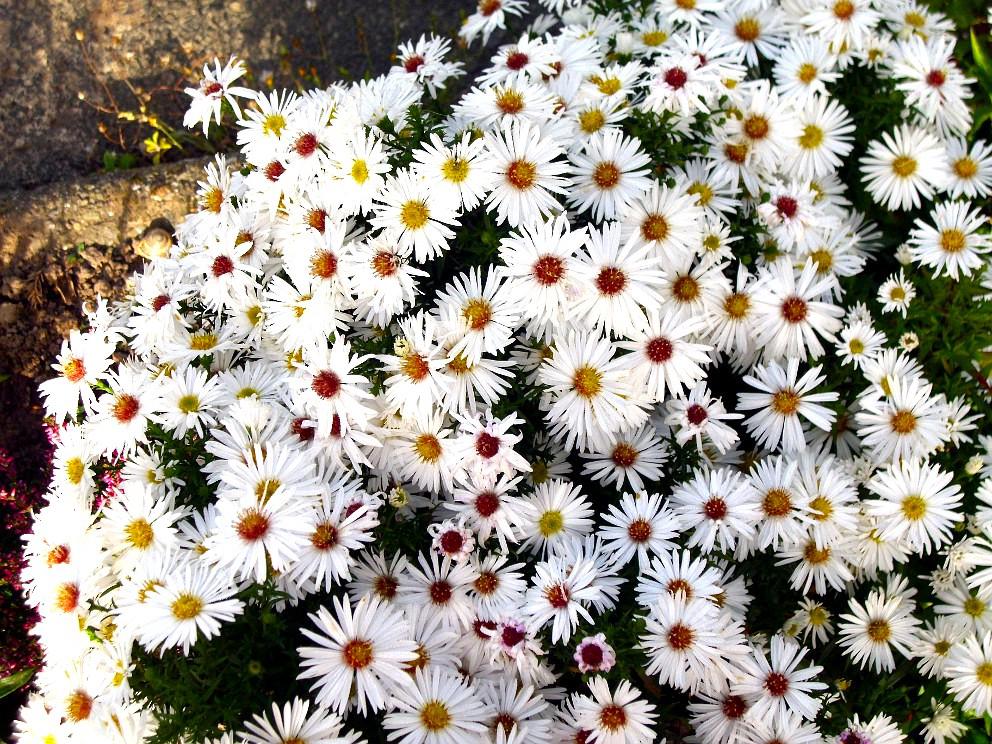 Symphyotrichum novi-belgii 'Apollo' ---